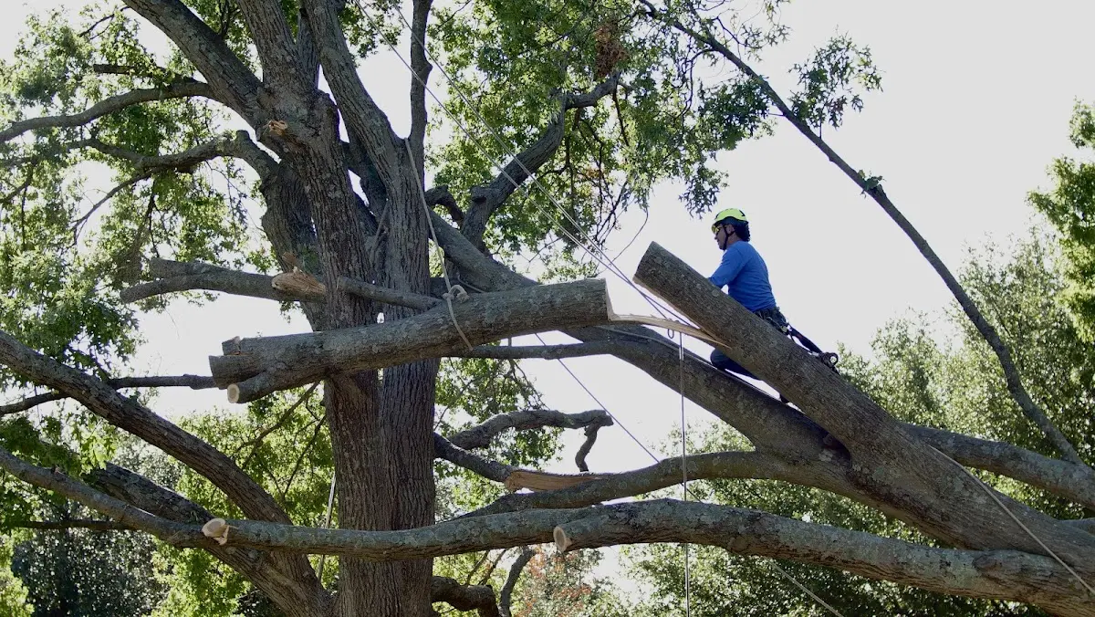Professional Crown Thinning performed by certified arborists in Lake George